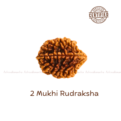 2 Mukhi Rudraksha - Nepali