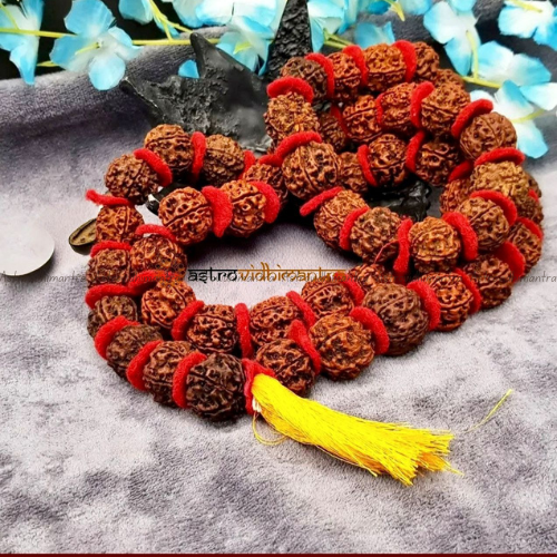 Rudraksha Kanthi Mala 54+1 (Beads)