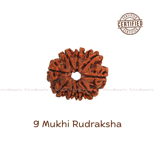 9 Mukhi Rudraksha - Nepali
