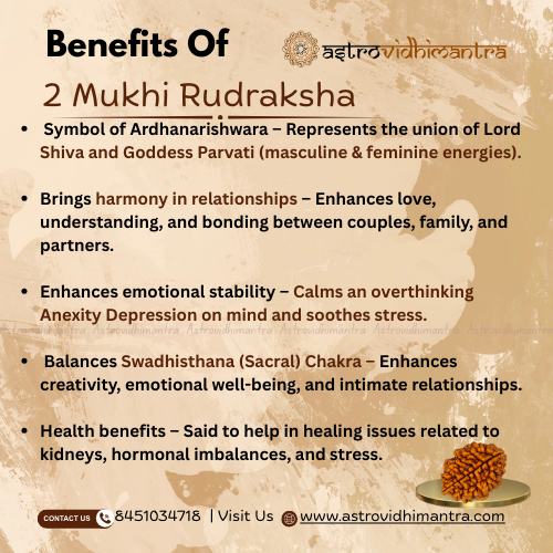 2 Mukhi Rudraksha - Nepali