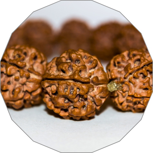 Rudraksha