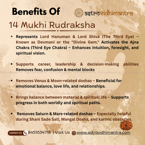 14 Mukhi Rudraksha - Nepali