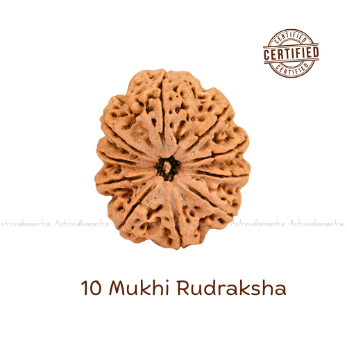 10 Mukhi Rudraksha