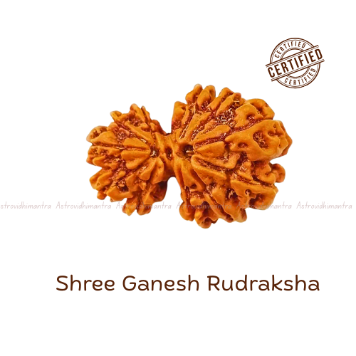 Gauri Shankar Rudraksha - Nepali
