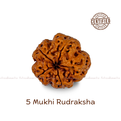 5 Mukhi Rudraksha - Nepali