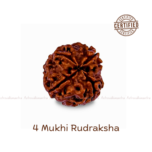4 Mukhi Rudraksha - Nepali