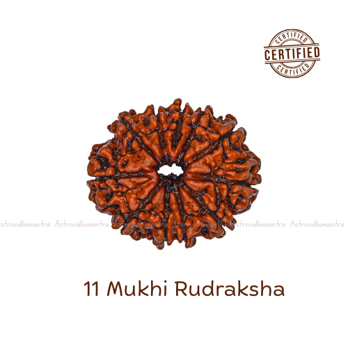 11 Mukhi Rudraksha