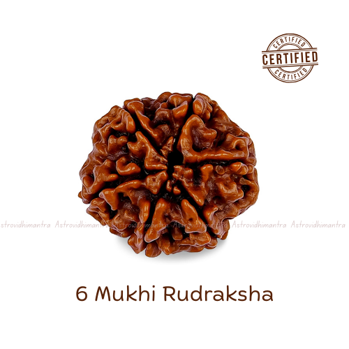 6 Mukhi Rudraksha