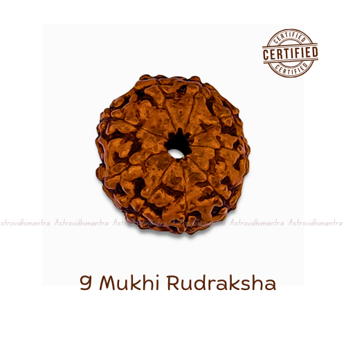 9 Mukhi Rudraksha - Nepali