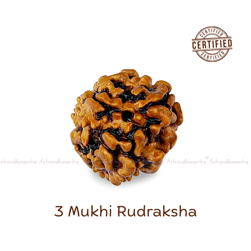 3 Mukhi Rudraksha