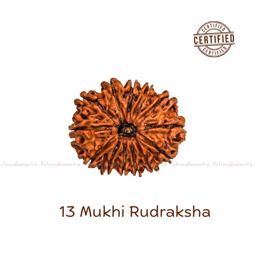 13 Mukhi Rudraksha