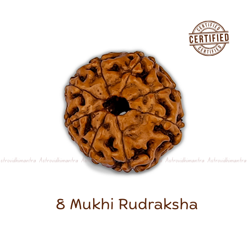 8 Mukhi Rudraksha