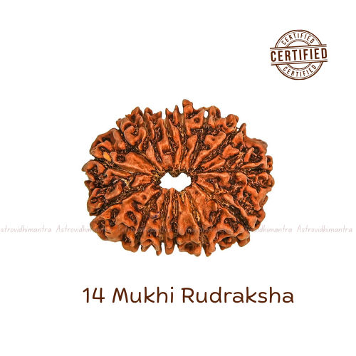 14 Mukhi Rudraksha