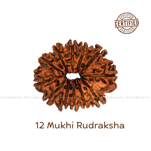 12 Mukhi Rudraksha