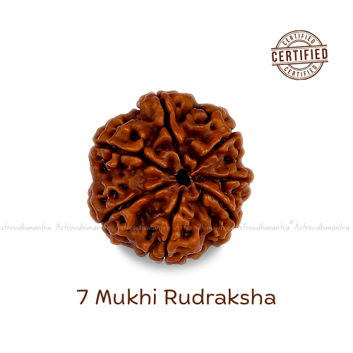 7 Mukhi Rudraksha - Nepali