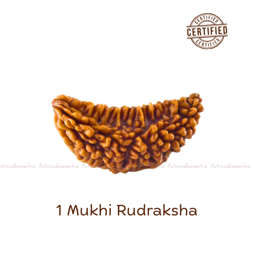1 Mukhi Rudraksha