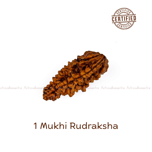 1 Mukhi Rudraksha