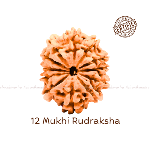 12 Mukhi Rudraksha - Nepali