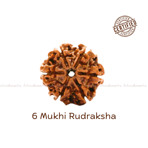 6 Mukhi Rudraksha