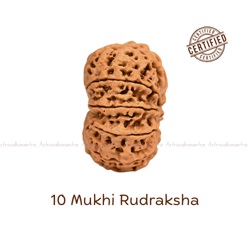 10 Mukhi Rudraksha