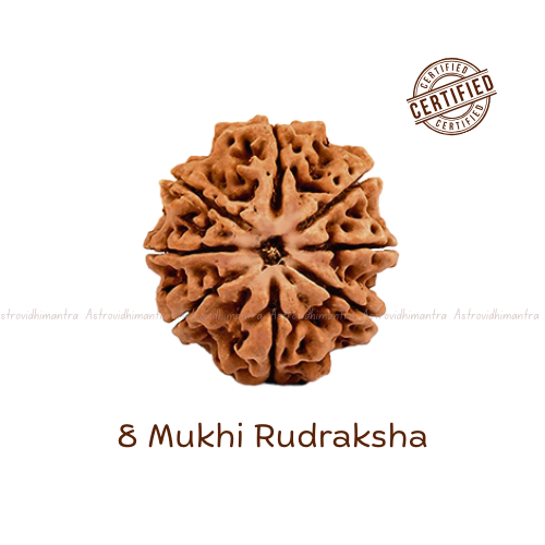 8 Mukhi Rudraksha - Nepali
