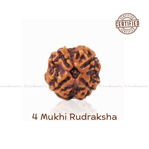 4 Mukhi Rudraksha - Nepali