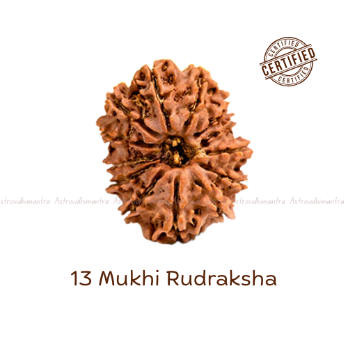 13 Mukhi Rudraksha