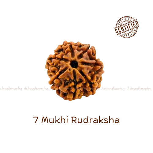 7 Mukhi Rudraksha