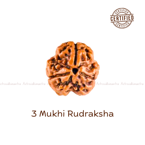3 Mukhi Rudraksha