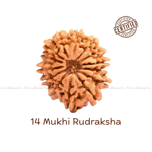 14 Mukhi Rudraksha - Nepali