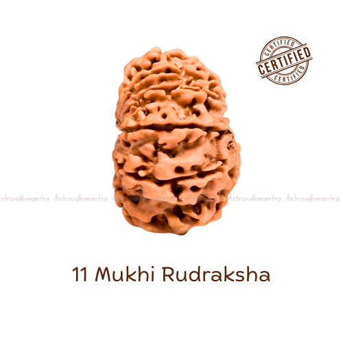 11 Mukhi Rudraksha