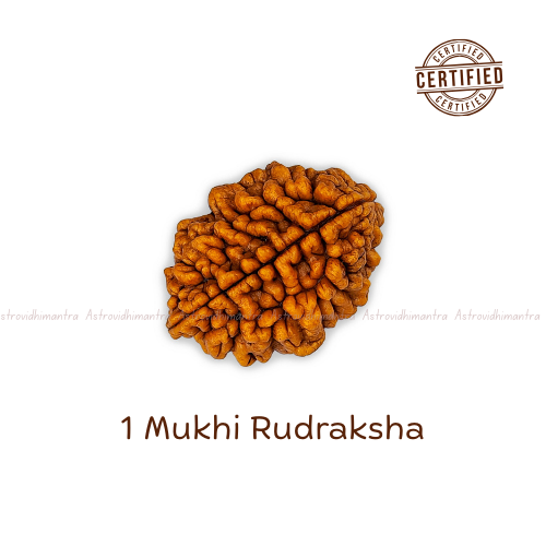 2 Mukhi Rudraksha - Nepali