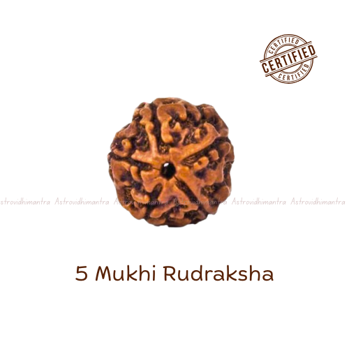 5 Mukhi Rudraksha - Nepali