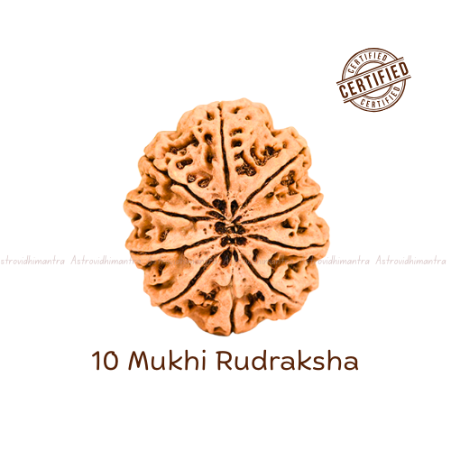 10 Mukhi Rudraksha