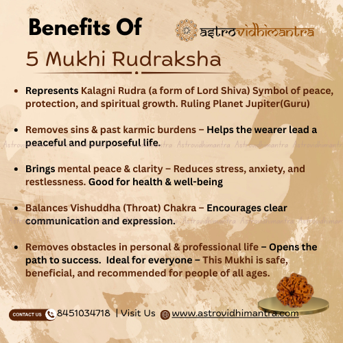5 Mukhi Rudraksha