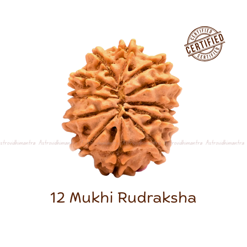 12 Mukhi Rudraksha - Nepali
