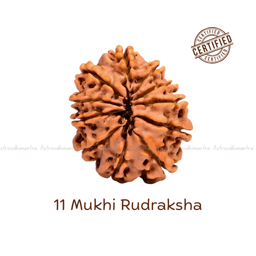11 Mukhi Rudraksha