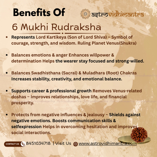 6 Mukhi Rudraksha - Nepali