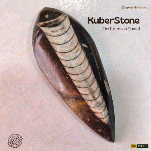 Kuber Stone – Orthoceras Fossil
