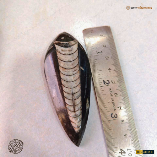 Kuber Stone – Orthoceras Fossil