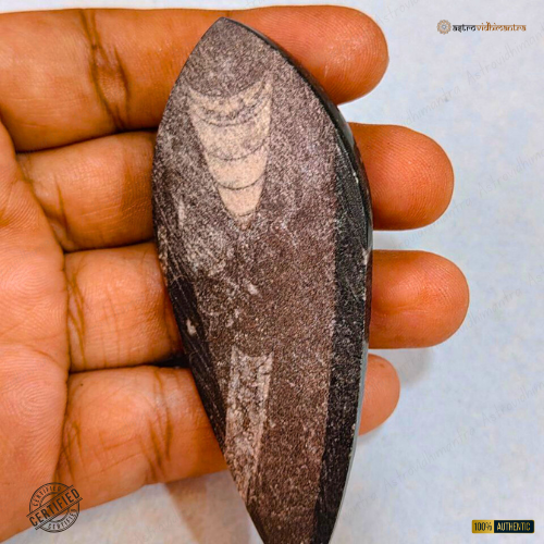 Kuber Stone – Orthoceras Fossil