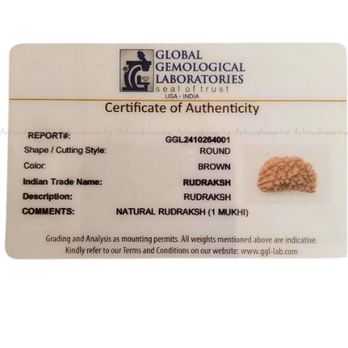 1 Mukhi Rudraksha - Nepali