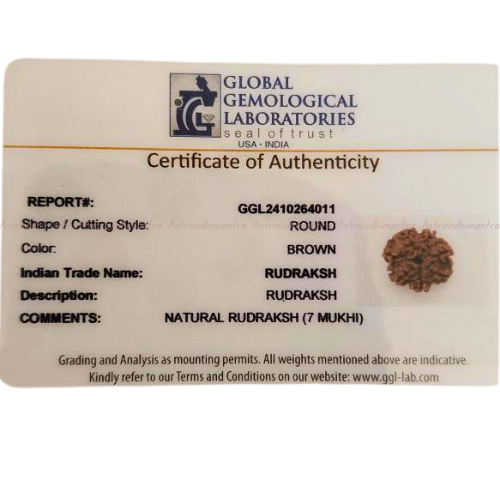 7 Mukhi Rudraksha - Nepali