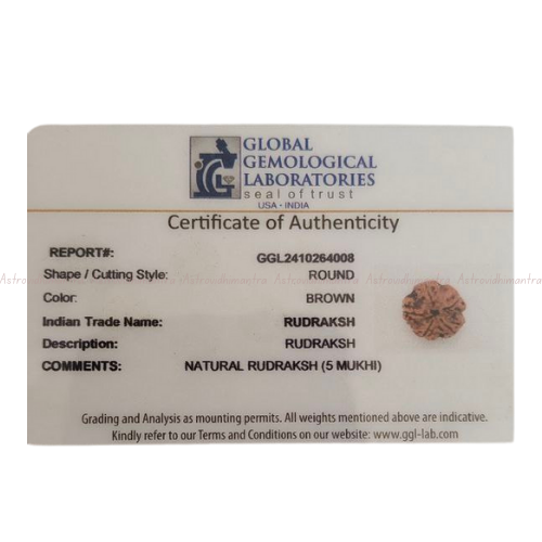 5 Mukhi Rudraksha - Nepali