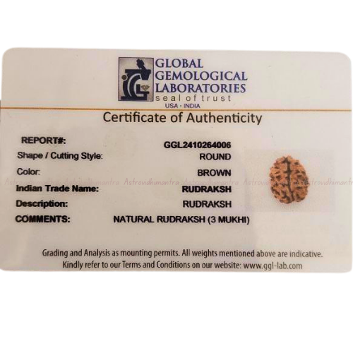 3 Mukhi Rudraksha - Nepali