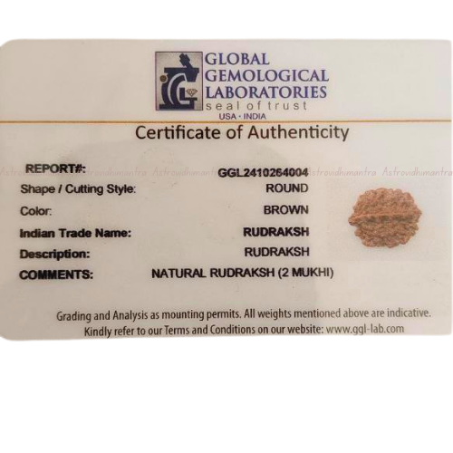 2 Mukhi Rudraksha - Nepali