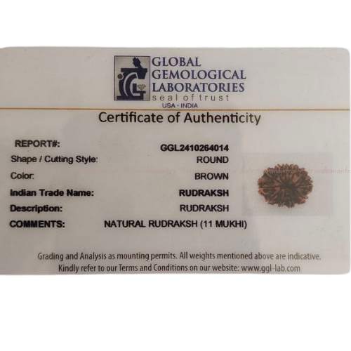 11 Mukhi Rudraksha - Nepali